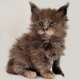 Maine Coon Kitten